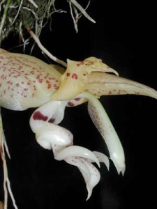Stanhopea_oculata_4