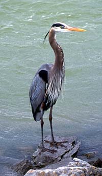 great-blue-heron