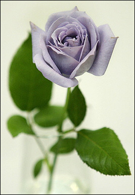 Roses.are.Blue