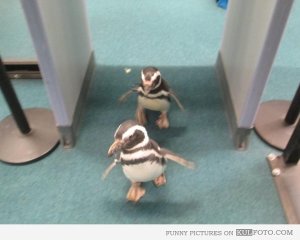 penguins