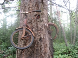 vashonbiketree2big