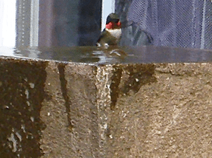 Not the greatest picture, but you get the idea. Handsome fellow.