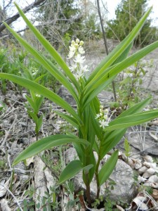 Maianthemum stellatum, or Starry False Solomon's Seal. Very pretty.
