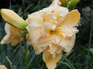 This one smells gorgeous